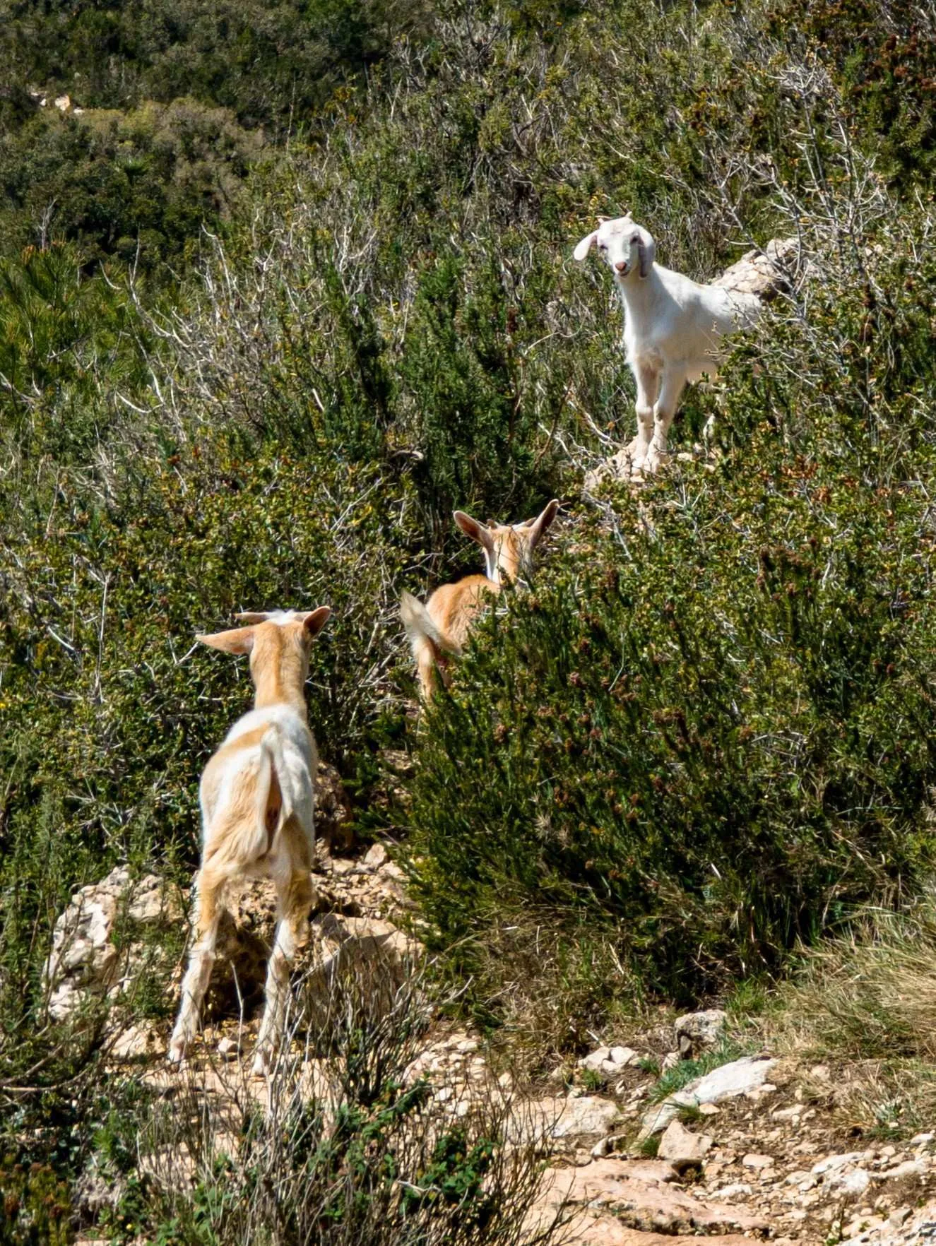 Local hiking Marxuquera